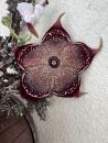 Edithcolea grandis